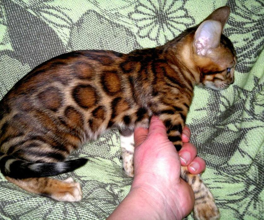 Ексклюзивний BENn24 червоний бенгальський хлопчик