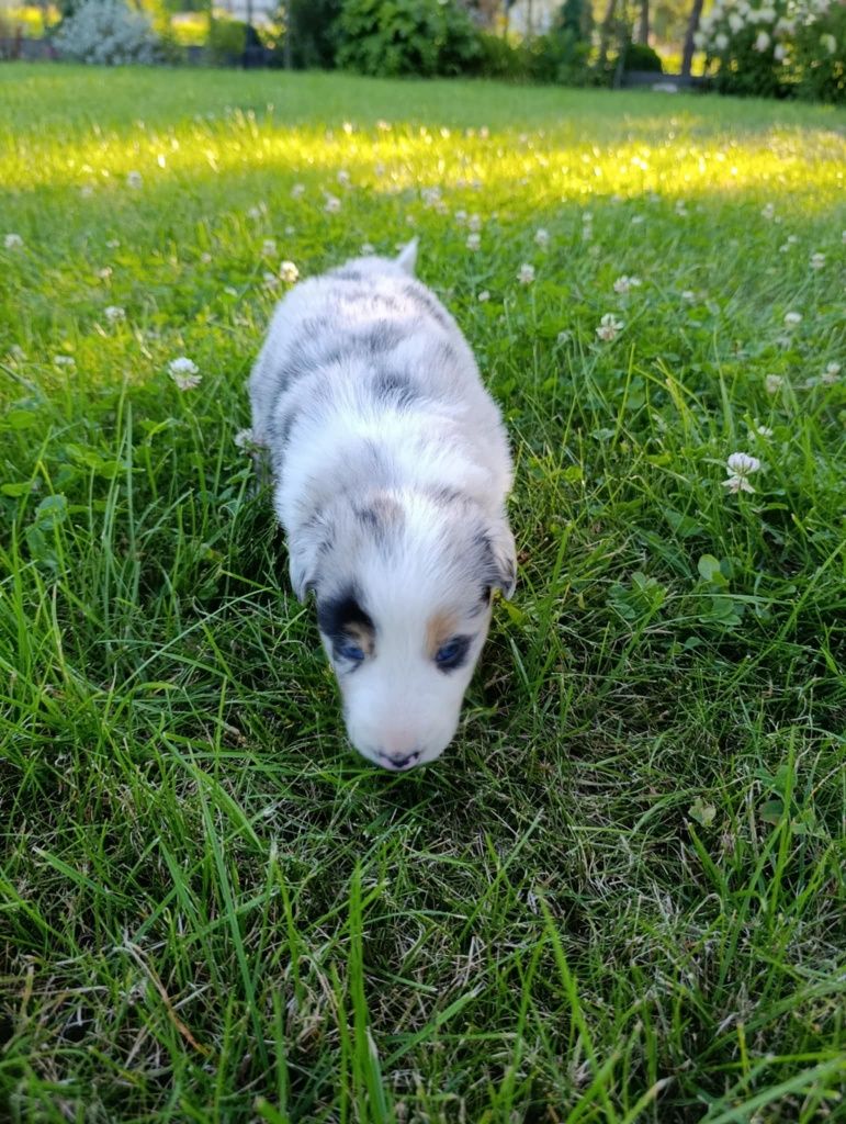 Piesek Border Collie Blue Merle