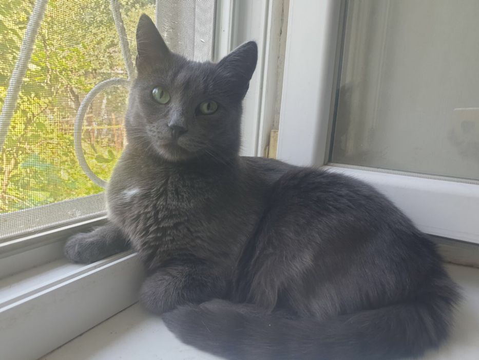 Дуже потрібна надійна родина! Киця золота!