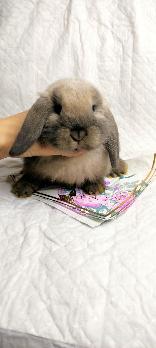 Królik Mini Lop samiec gotowe do odbioru