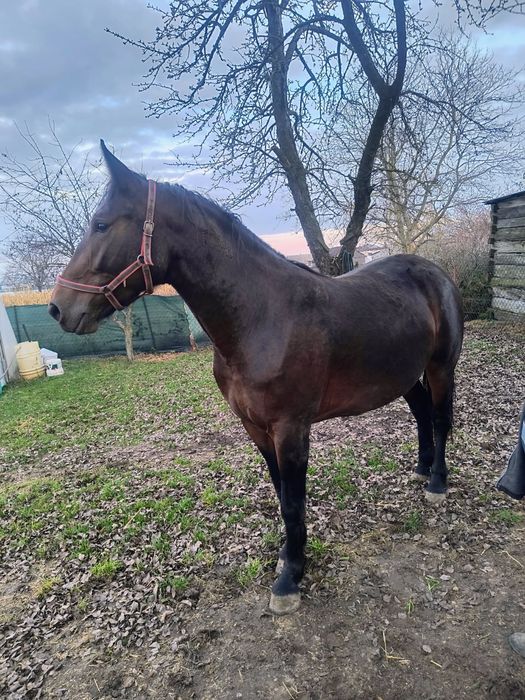 Sprzedam klacz śląską