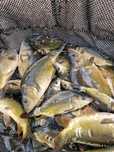 Kroczek Karp 3-4/kg  inne Amur Tołpyga  Jesiotr Węgorz Karaś pospolity