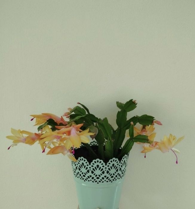 Кімнатні рослини