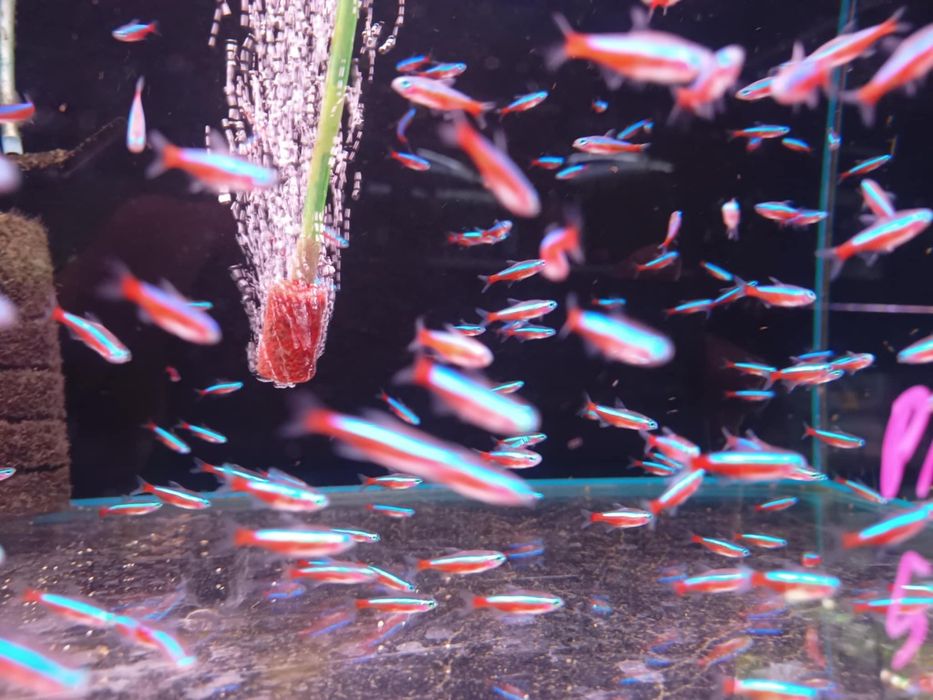 PAKIET 20SZT Neon czerwony z polskiej hodowli od Neon Zoo