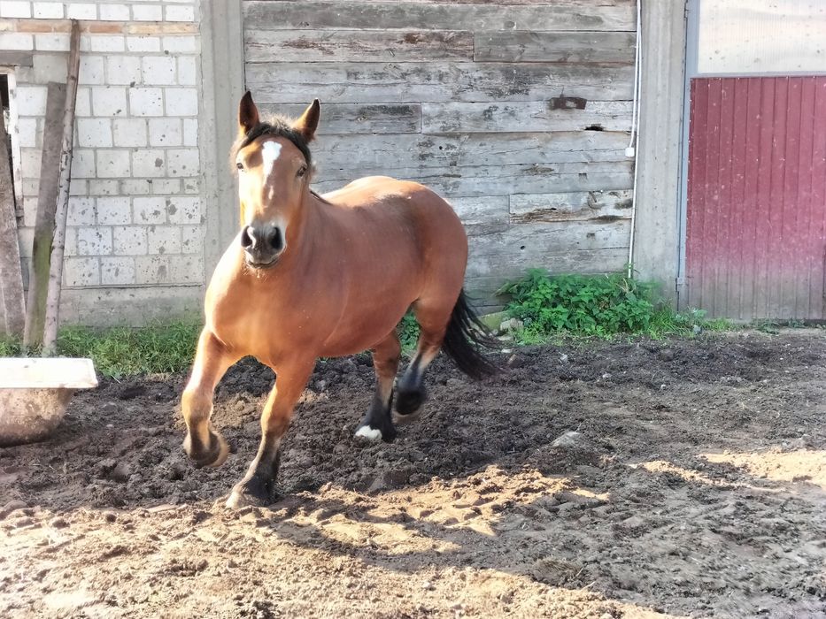 Klacz 2 lata wnuczka ankera