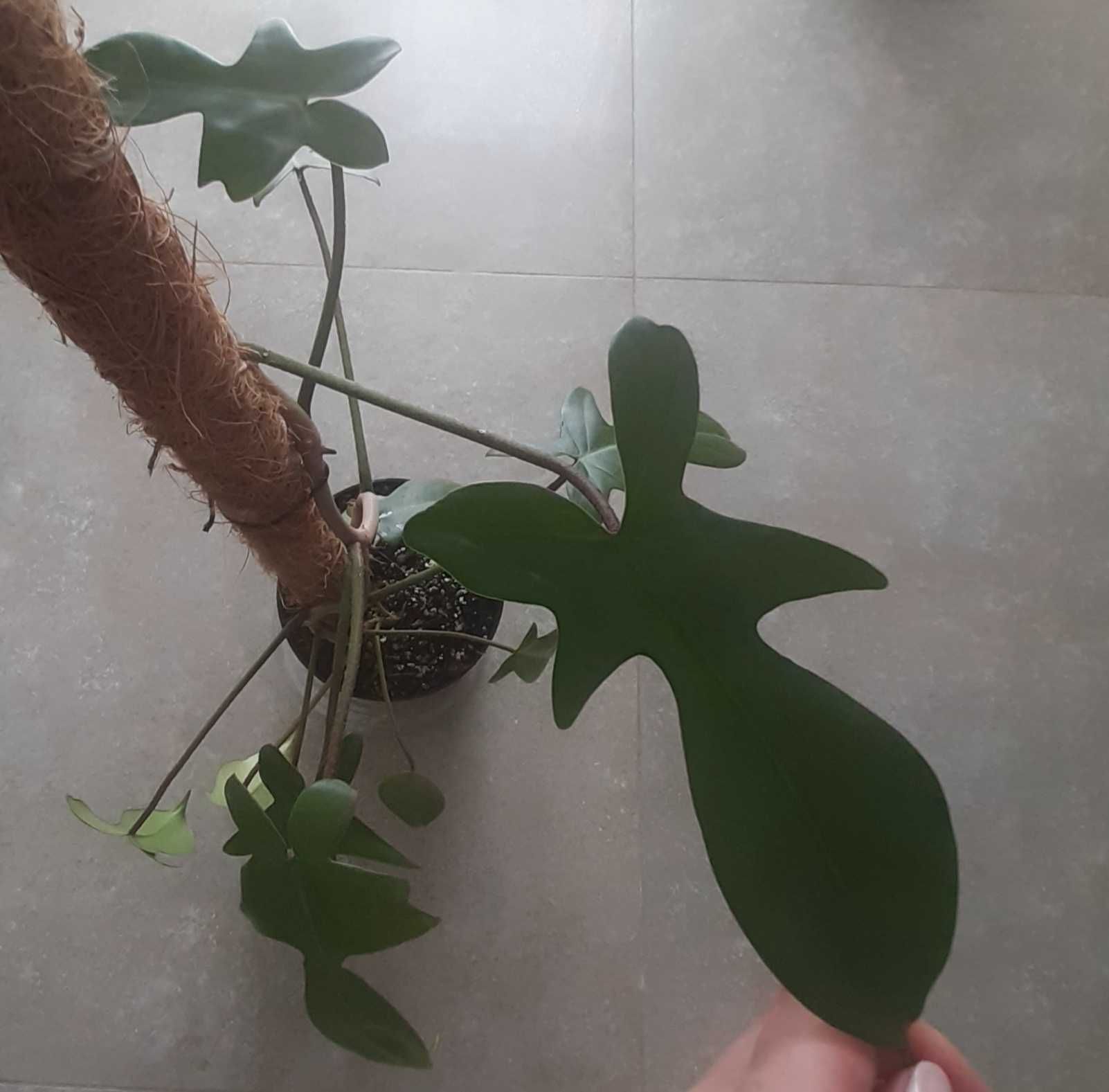 Philodendron florida green filodendron