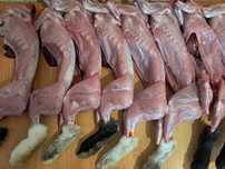 Продам тушки кроликів