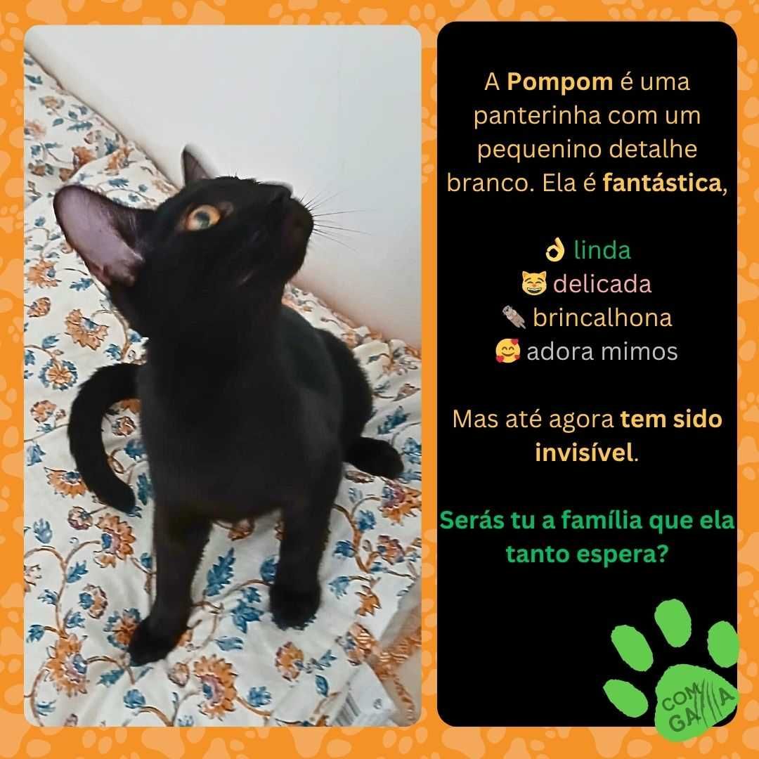 Gatinha para adoção