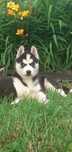 Syberian Husky- suczka