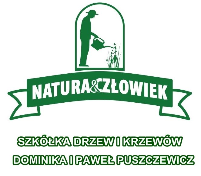 Thuja Berberys Jałowiec iglaki trawy Klon KRZEWY DRZEWA PRODUCENT tuja