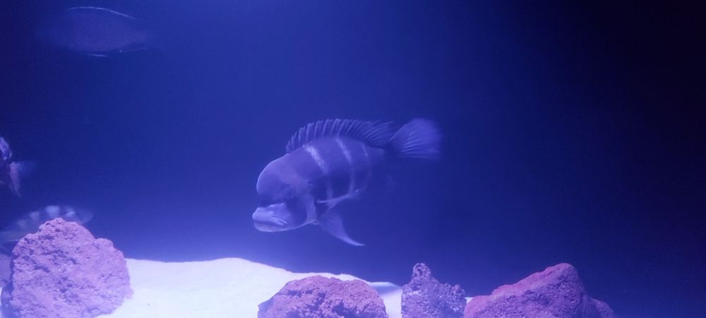 Потрібні кілька самочок фронтози