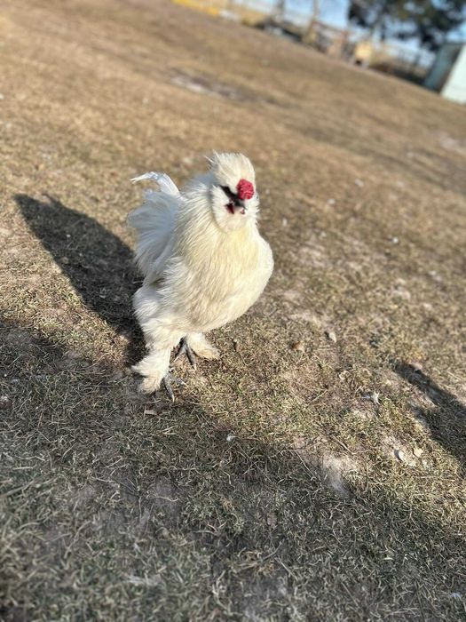 Koguty silka leghorn zielononóżka czubatka