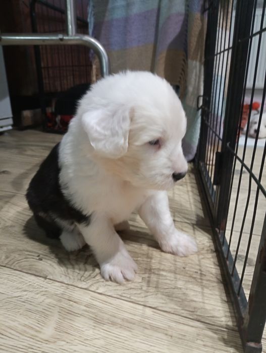 Owczarek staroangielski bobtail