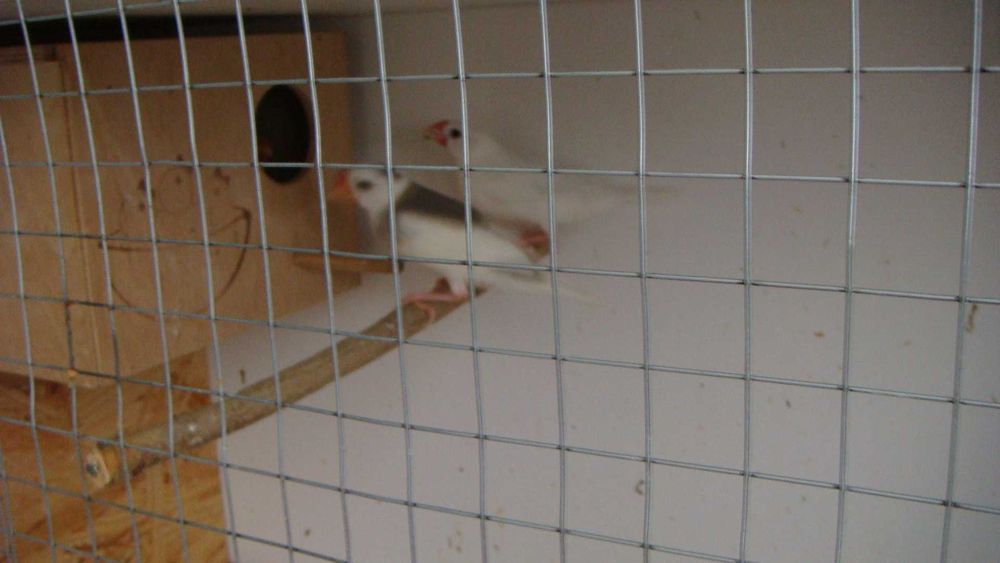 клетка для рисовых амадин