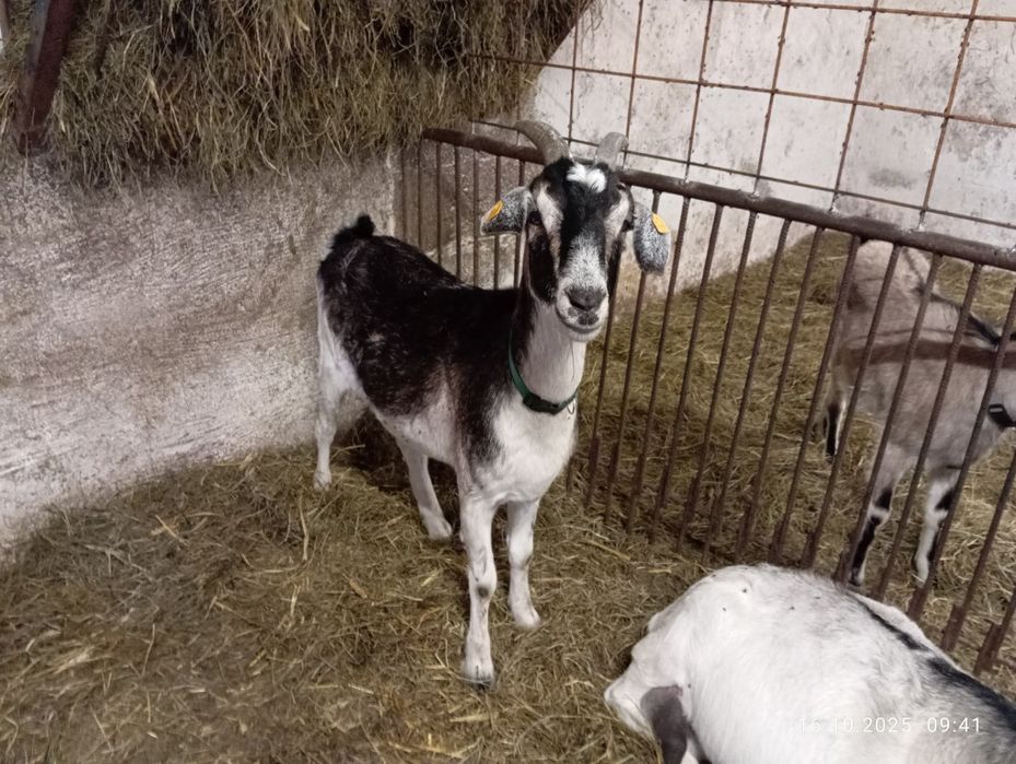 Sprzedam kozy mleczne – dobre mlecznice