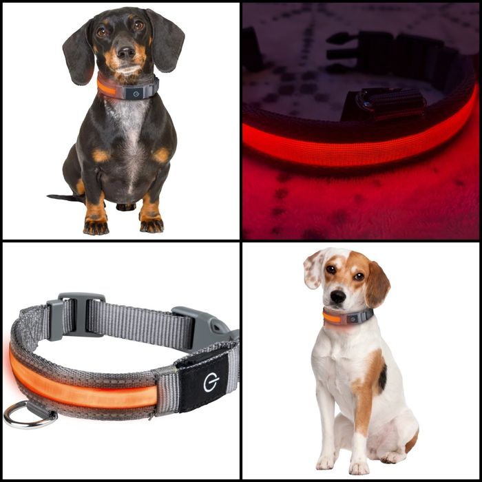 Нашийник для собак Zoofari Collier LED Pour Chien світлодіодний M