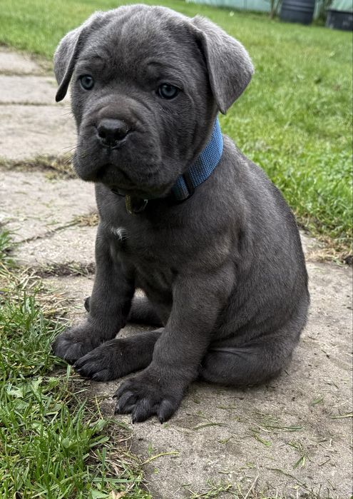 Cane Corso samiec z rodowodem
