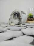 Urocze króliczki Mini Lop i Karzełek Teddy.