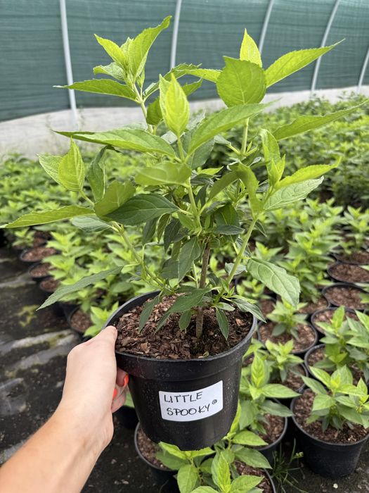 Hortensja bukietowa vanille fraise, polar bear, limelight, fraise melb