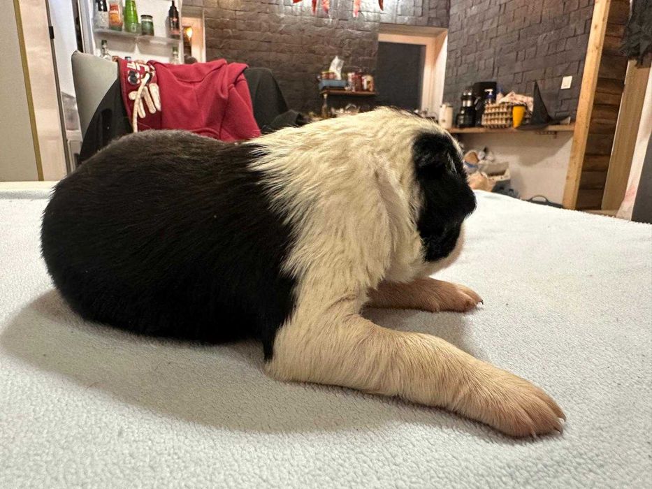 Suczka Bordel Collie Biało Czarna