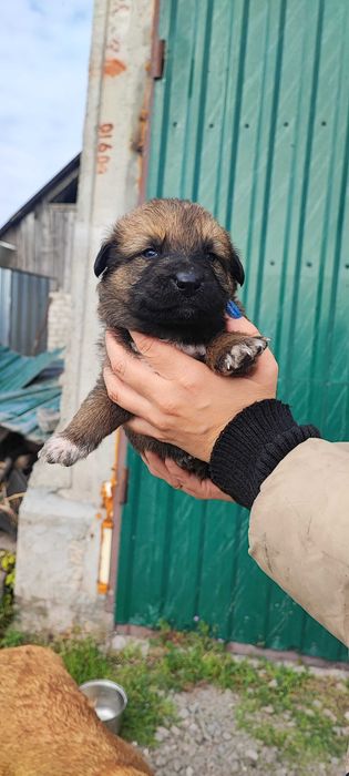 Продам цуценят поміст нім.вівчарки і алабая