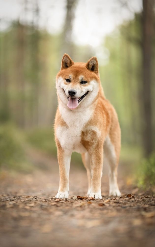 Shiba inu reproduktor
