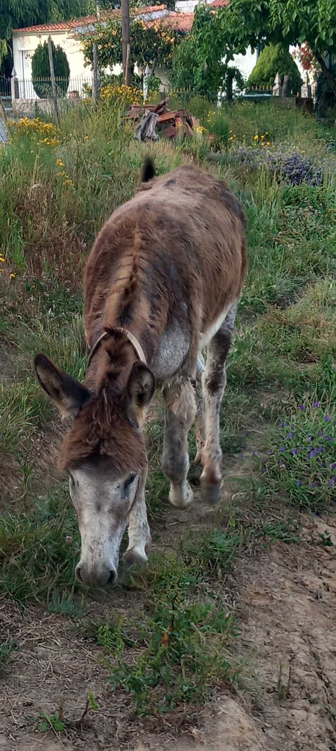Burro inteiro 4 anos