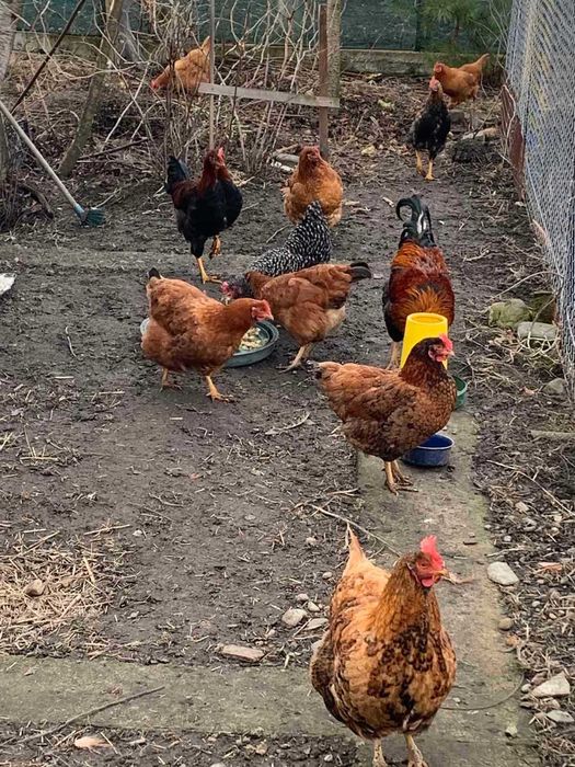 продам  одного півня і  4 курки