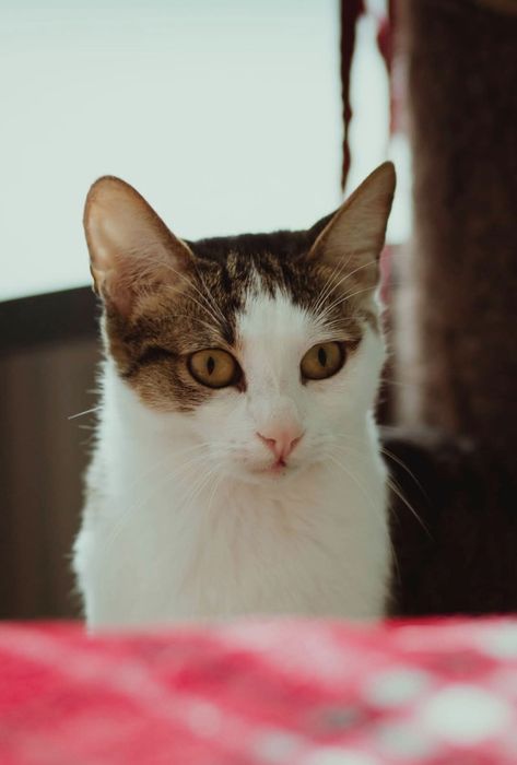 Spokojny proludzki kocurek potrzebuje domu