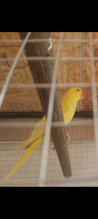 Ring Neck Macho Verde Pálido Azul/Canela 2025