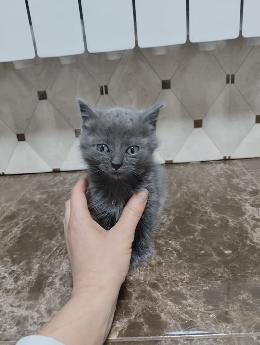 Кошеня Британське