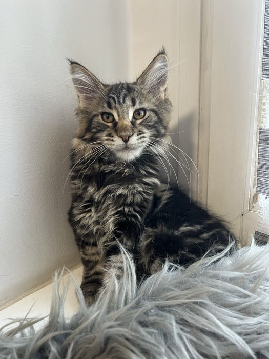 Kotka Maine Coon “GAJA” f22 FPL/FIFE – klasyczny czarny szylkret