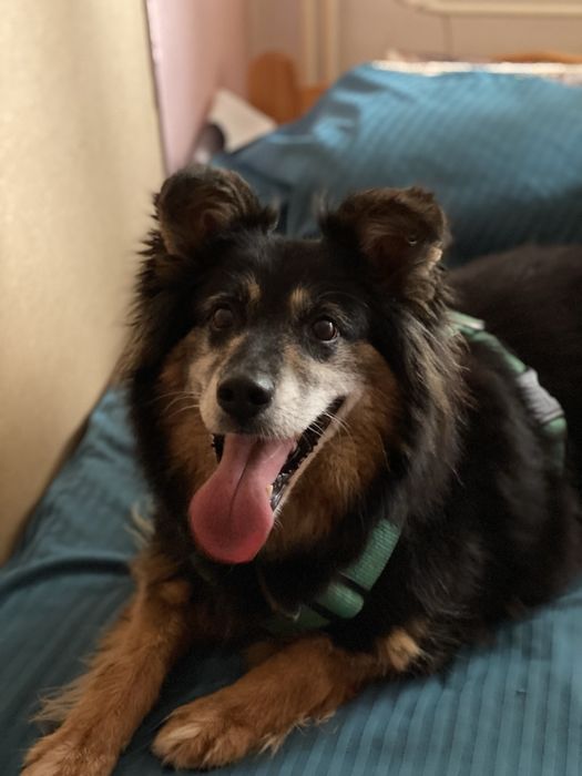 Otto od ponad 6 lat w schronisku, stracił już nadzieję