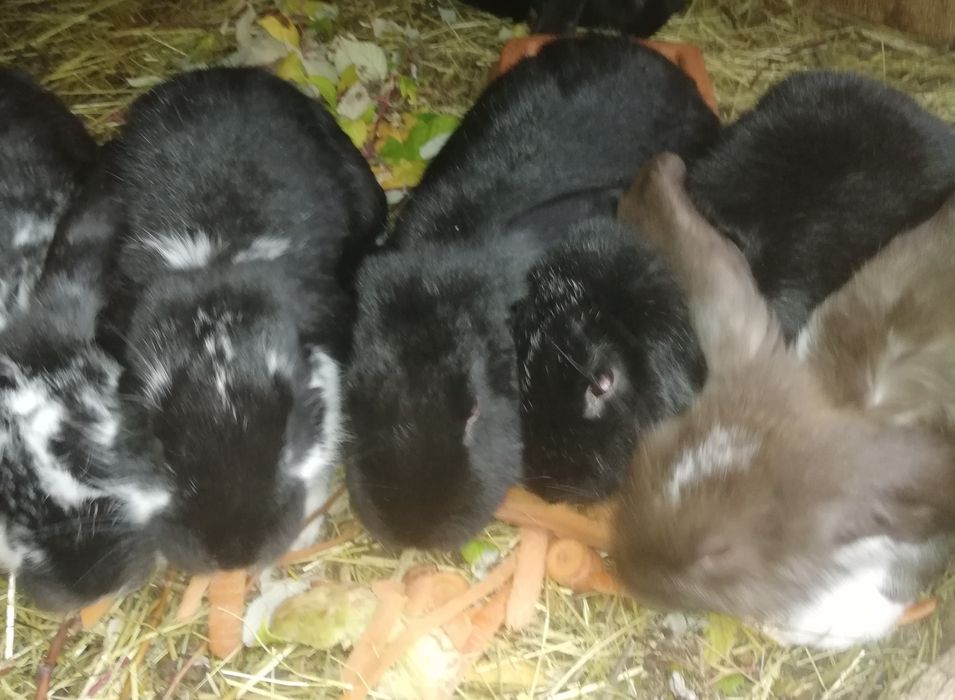Króliki króliczki tegoroczne młode