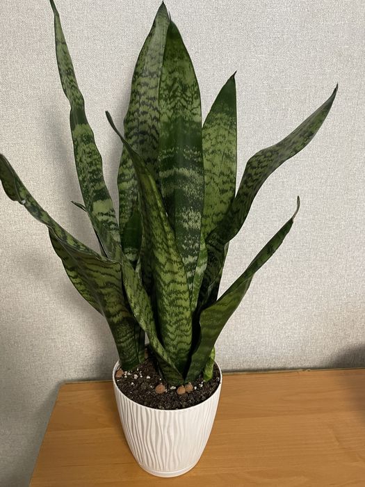 Продам паростки Сансевієрії