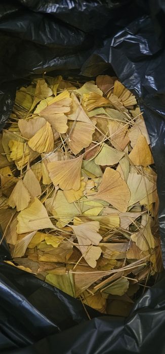 Листя Гінкго Білоба. Якісне. Відбірне. Очищене. Доступна ціна.