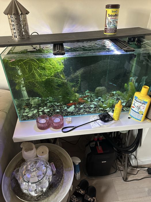 Oddam akwarium – tylko w dobre akwarystyczne ręce