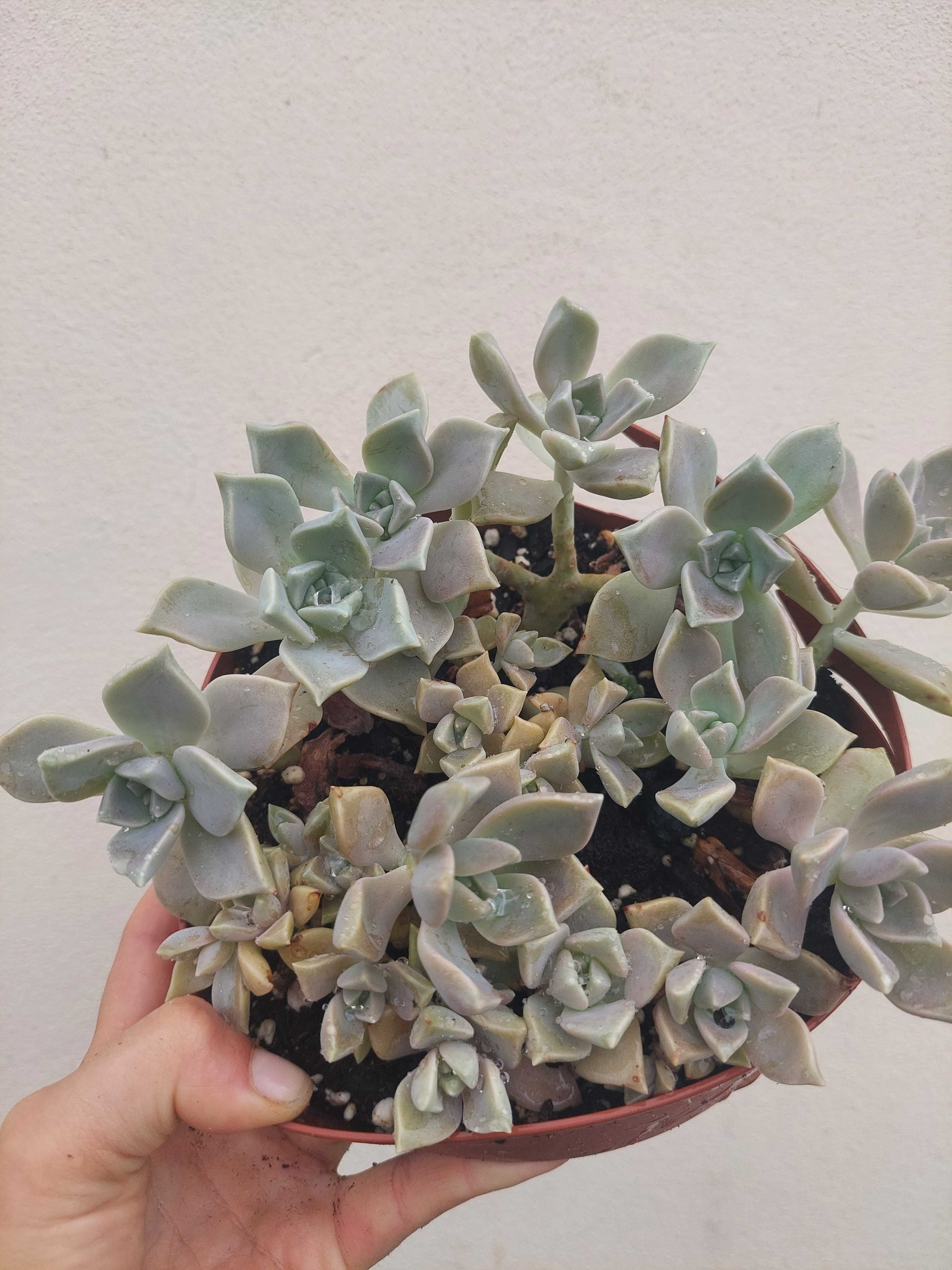 Suculenta Graptopetalum Paraguayense