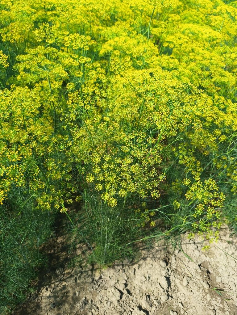 Koper do kiszenia ogórków