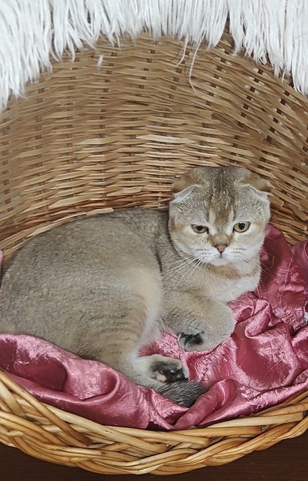 Висловуха дівчинка в золотому забарвленні