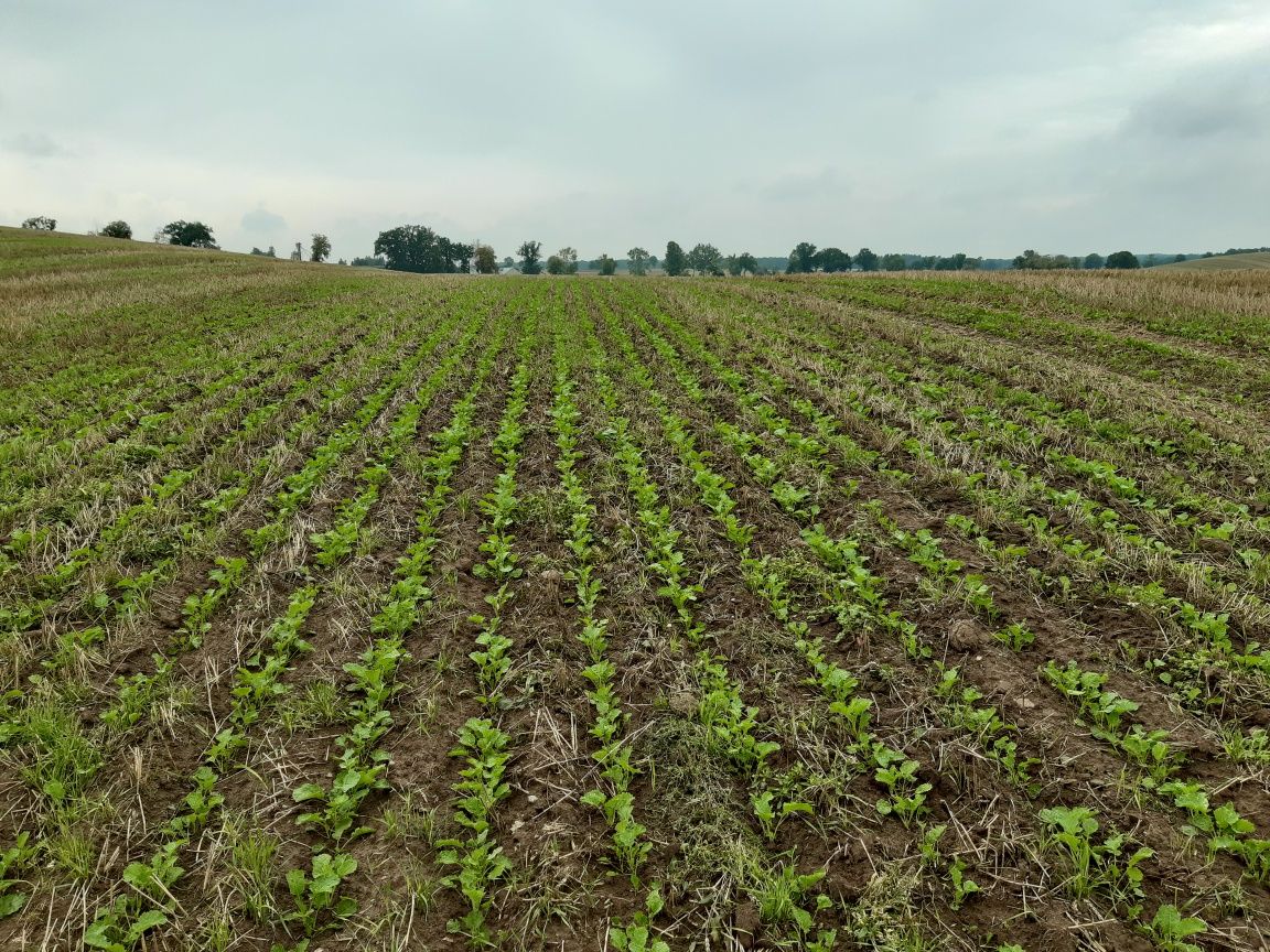 Siew Pasowy rzepaku, Strip Till, TYGRYS Vaderstad Tempo.