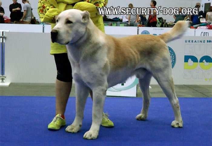 Племінні цуценята Алабая (САВ) - Кобель, 5 міс.