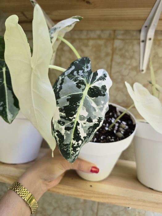 Alocasia Frydek Variagata