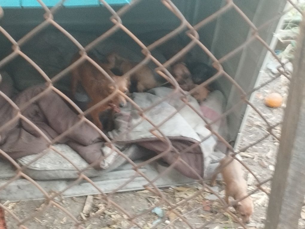 Tanho pincheres  tem 3 meses