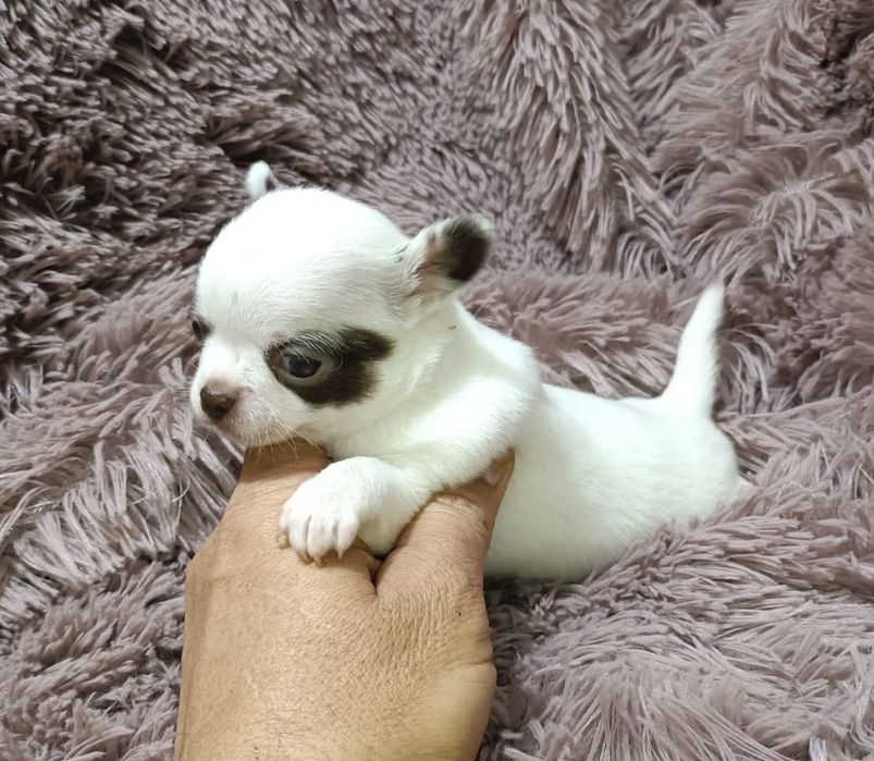 Chihuahua mini fêmea