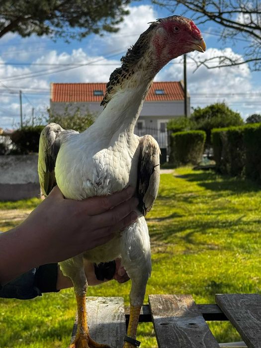 Oh-Shamo genética pura de qualidade