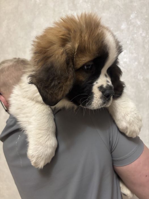 Продаються Цуценята сенбернара