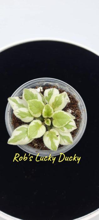 Фіалки химери листові