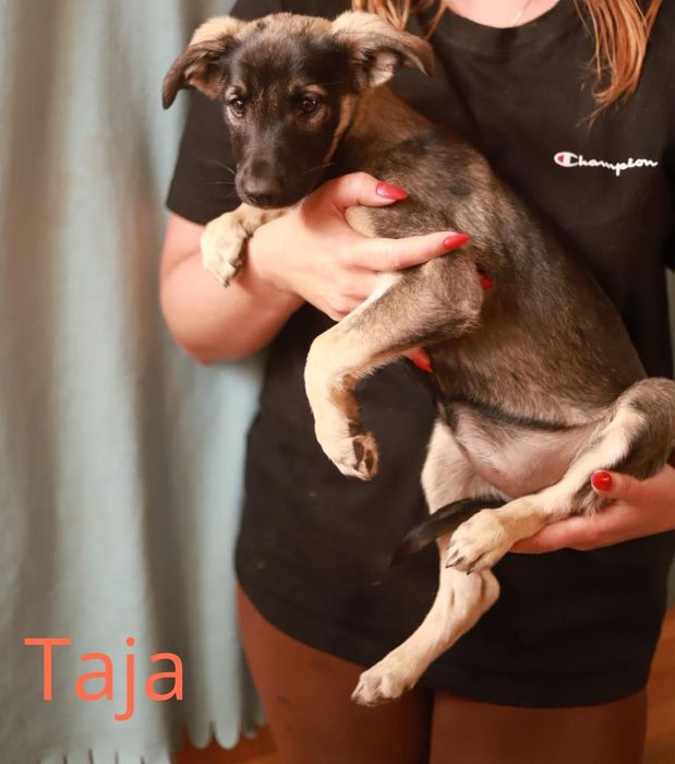 Piesek, taki może troszkę nieśmiały, ale chętnie poleca się do adopcji