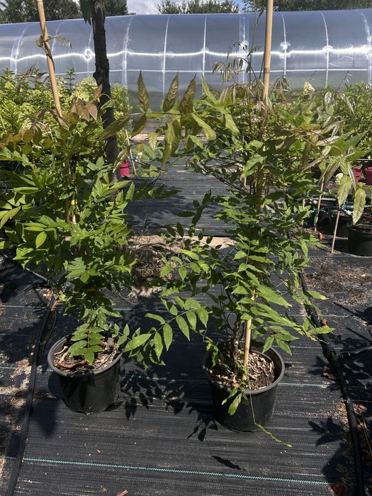 Hortensja. Floks.liatra.Anabelle.